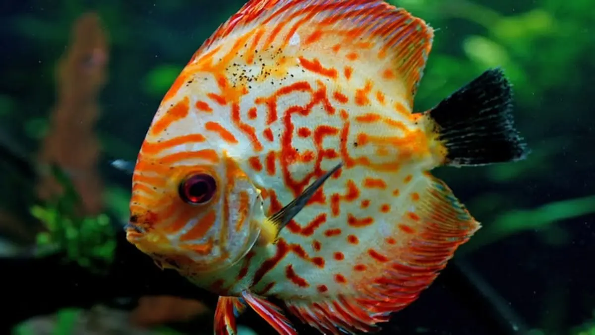 Budidaya ikan discus untuk pemula dimulai dari penjodohan, breeding, perawatan telur hingga penyapihan anakan. (Pinterest)