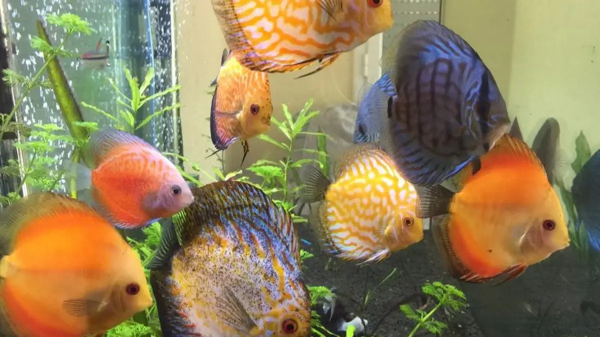Cara breeding ikan discus dari penjodohan, pemijahan, perawatan telur, hingga anakan mulai makan mandiri. (Pinterest)
