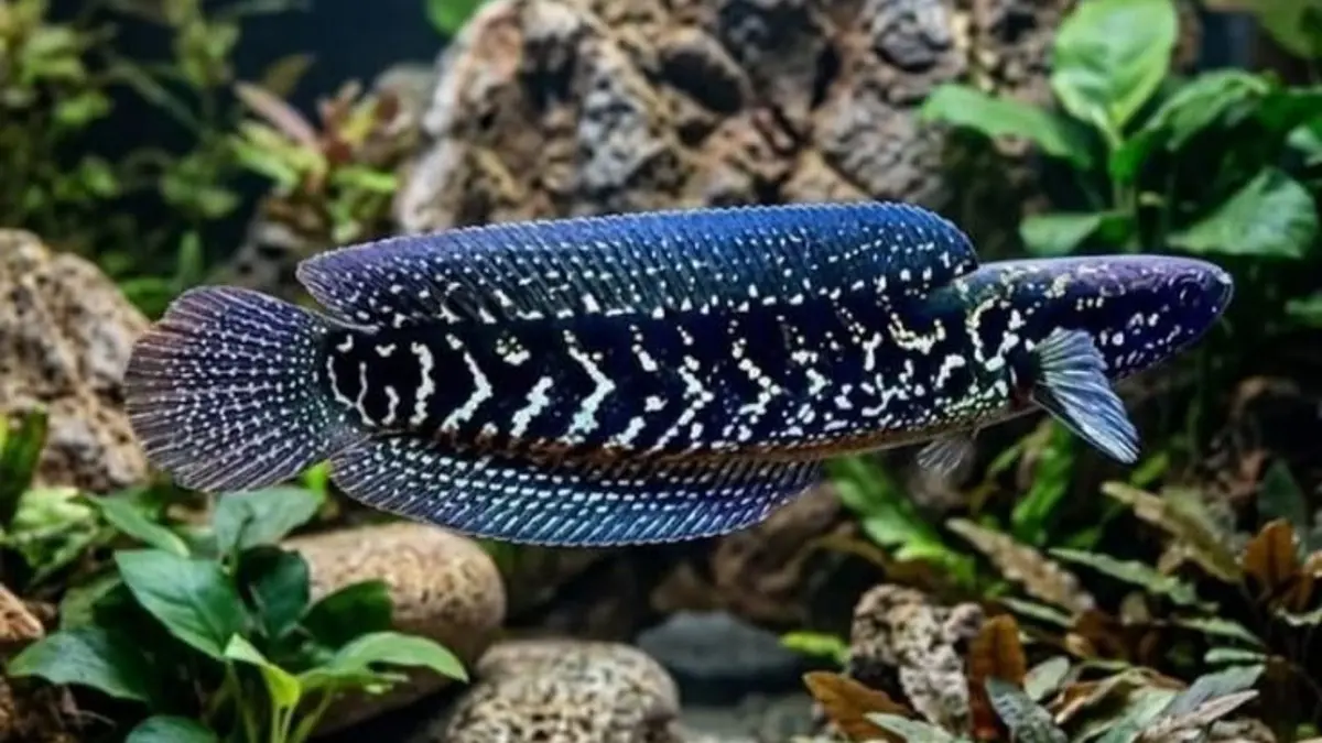Cara memelihara ikan Channa untuk pemula mulai dari akuarium, kualitas air, pakan, filter, hingga perilakunya. (Pinterest)