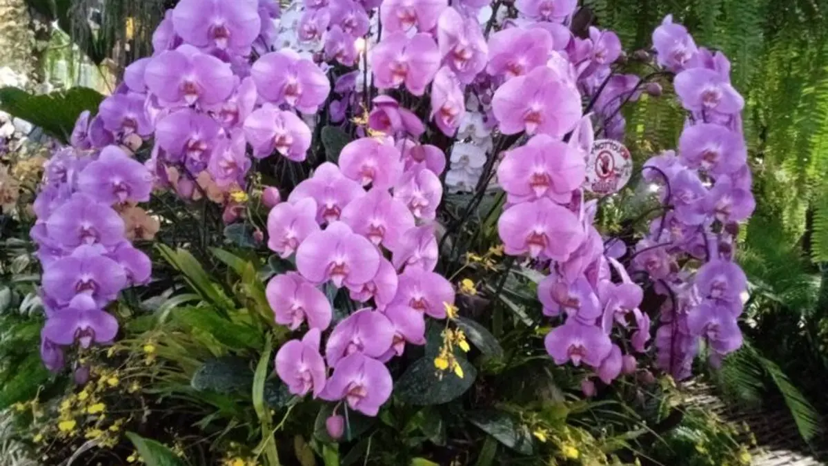 Cara menanam anggrek Dendrobium untuk pemula, mulai dari memilih media porous, pot berlubang, penyangga hingga penyiraman. (Pinterest)