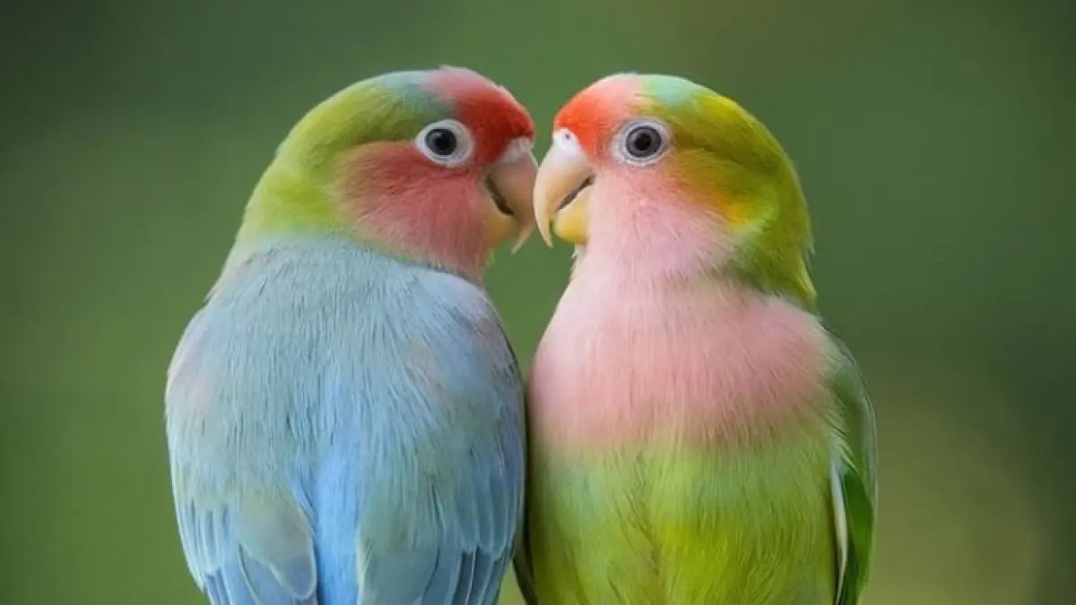 Cara merawat lovebird setelah panen agar cepat kawin lagi, mulai dari penjemuran, bersihkan glodok hingga rekondisi indukan.(Gemini AI)