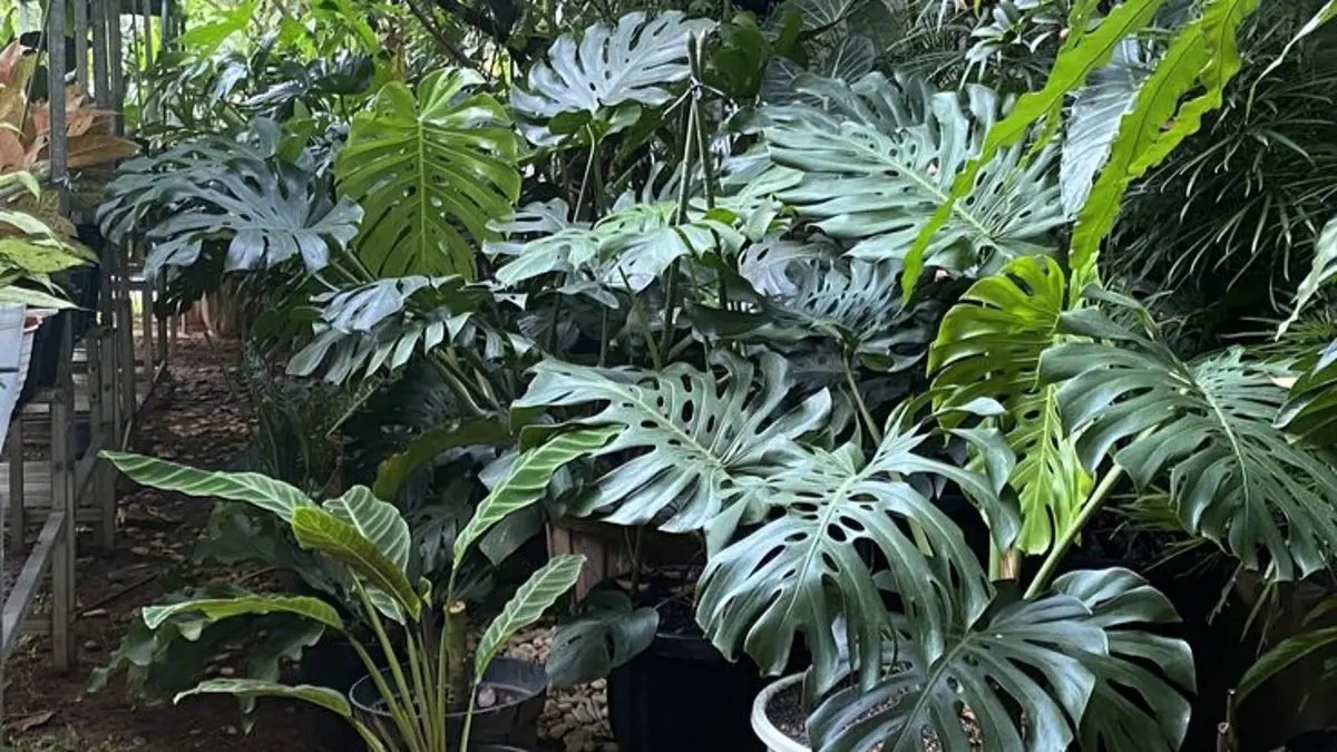 Cara merawat tanaman monstera dengan mengatur cahaya, media, penyiraman, kelembapan, dan suhu agar tetap sehat. (Pinterest)