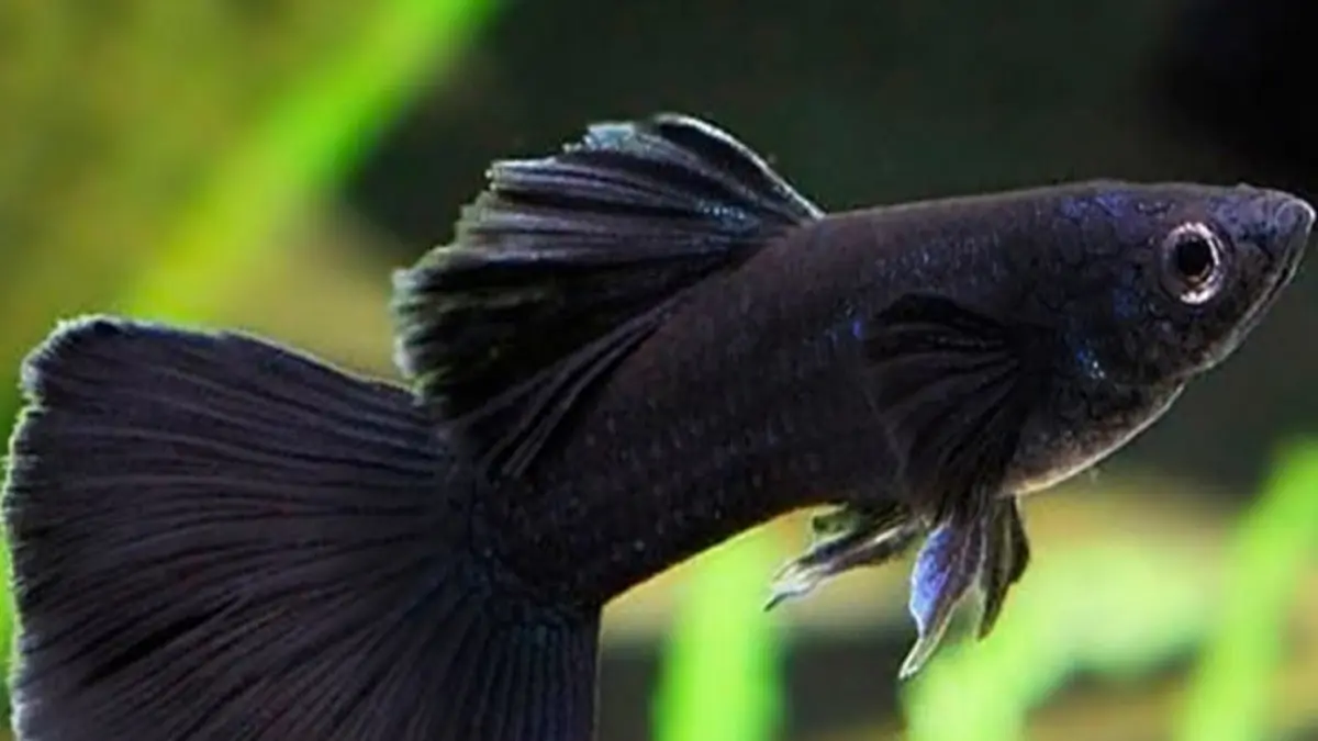 Cara ternak guppy dengan colony breeding cukup satu wadah. Simak setup, perawatan, kelebihan, dan risikonya. (Pinterest)