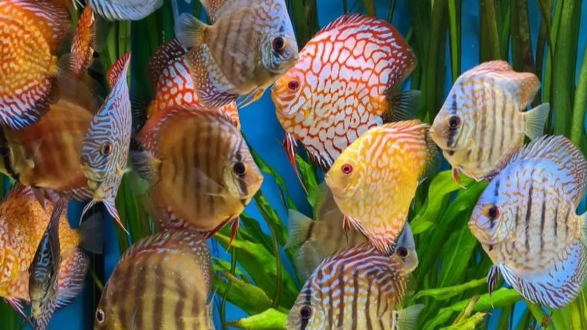 Cara ternak ikan discus dimulai dari penjodohan, breeding, perawatan telur, hingga anakan belajar makan mandiri. (Pinterest)
