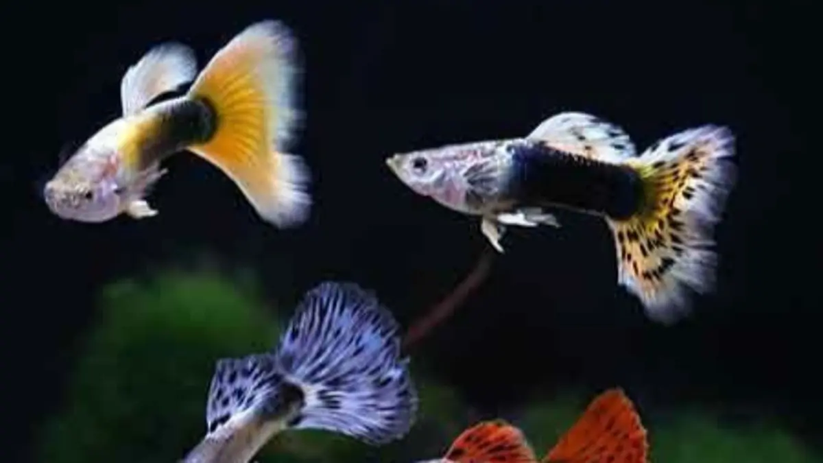 Cara ternak ikan guppy dengan colony breeding, dari wadah, tanaman, burayak, hingga risiko inbreeding. (Pinterest)