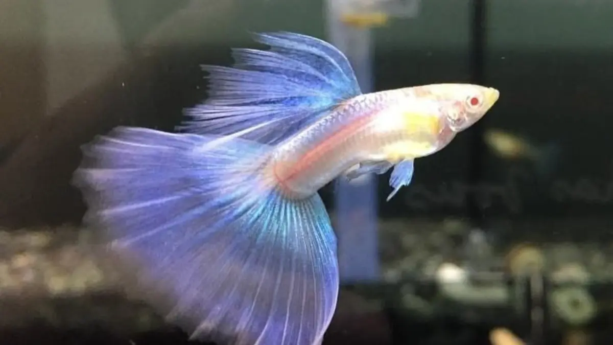 Cara ternak ikan guppy dengan colony breeding, mulai dari setup koloni hingga risiko inbreeding. (Pinterest)