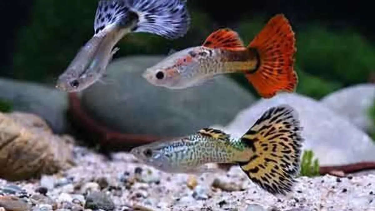 Cara ternak ikan guppy dengan metode koloni, dari perlindungan burayak hingga risiko inbreeding. (Pinterest)