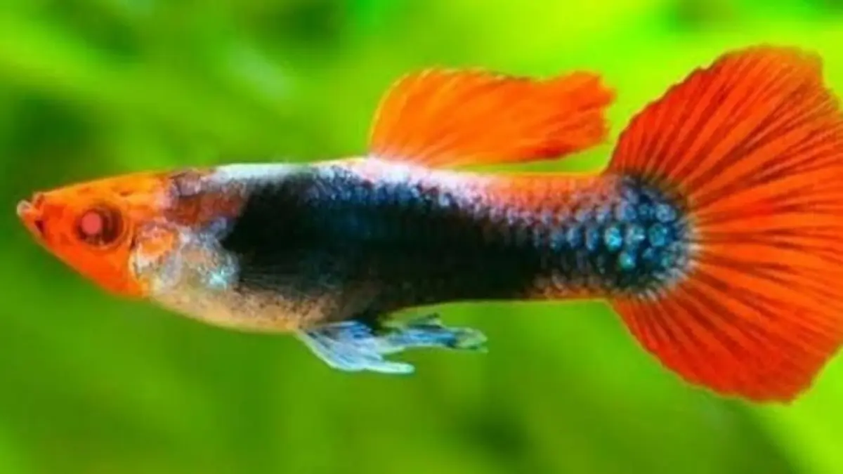 Colony breeding guppy memudahkan ternak guppy dalam satu koloni. Simak cara setup, perawatan, hingga risikonya. (Pinterest)