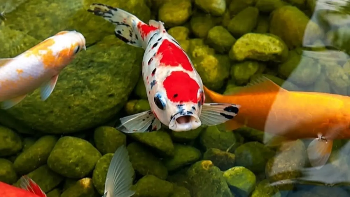 Harga ikan koi Tulungagung mulai Rp5.000 hingga jutaan rupiah. Cek ukuran dan paket koi Muna Koi Farm. (Pinterest)