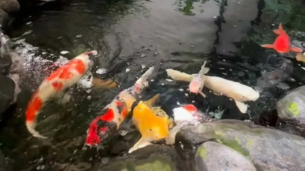Harga koi Tulungagung mulai Rp5.000. Ada paket grosir hingga 50 cm di Muna Koi Farm. (Pinterest)