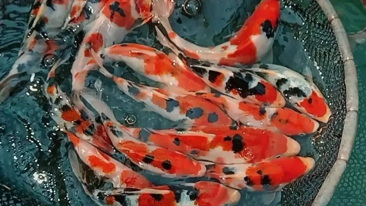 Harga koi Tulungagung mulai Rp5.000 hingga Rp3 juta. Ada paket grosir sampai 400 ekor di Muna Koi Farm. (Pinterest)