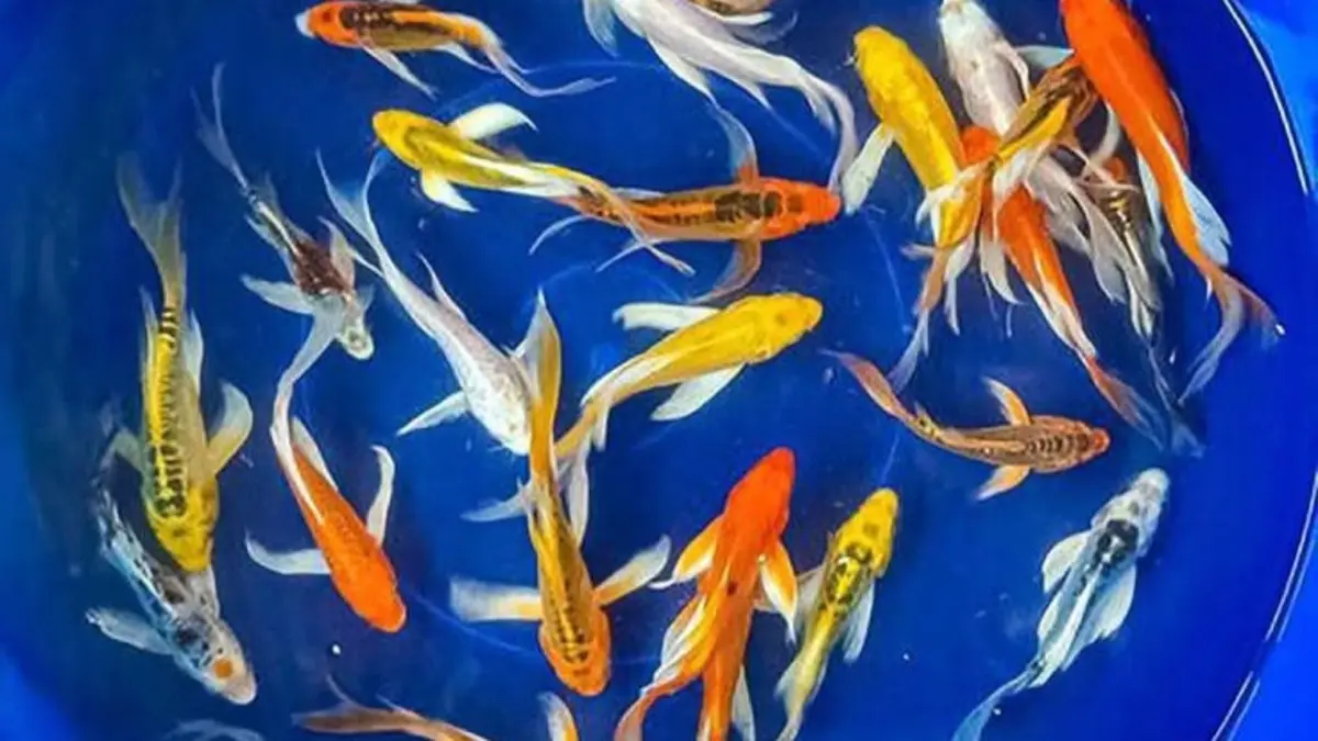 Harga koi Tulungagung mulai Rp5.000 hingga Rp3 juta. Simak pilihan ukuran, jenis, dan paket grosir Muna Koi Farm. (Pinterest)