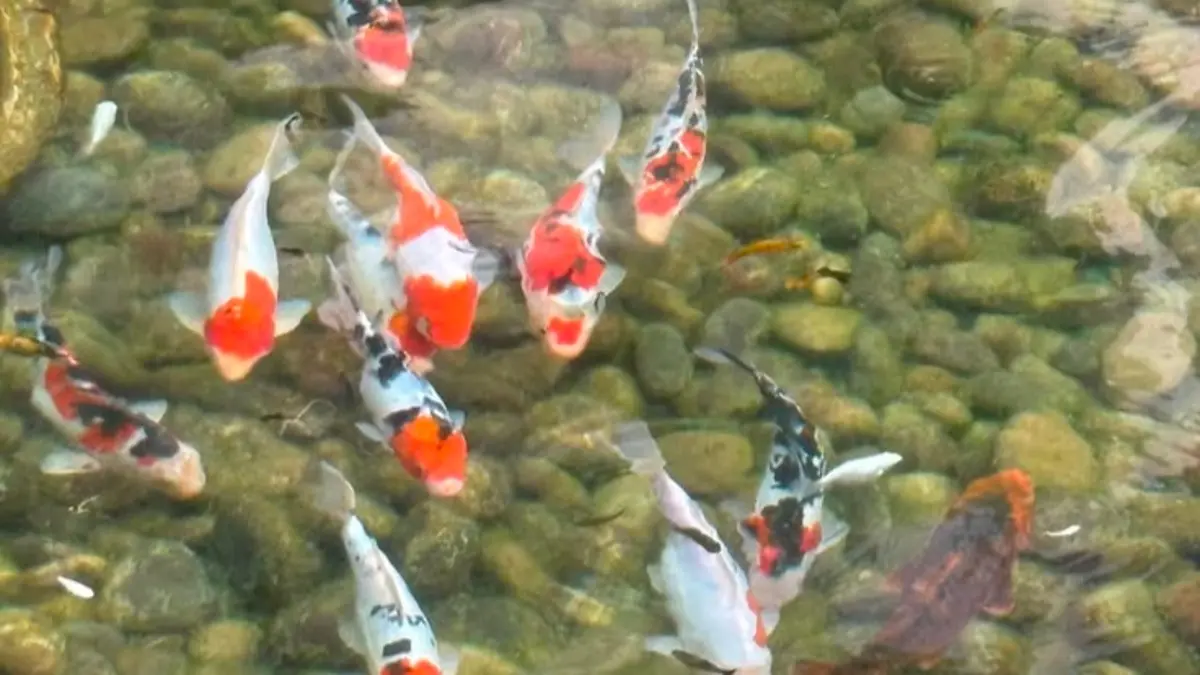 Harga koi Tulungagung mulai Rp5.000 hingga Rp3 juta. Simak ukuran dan paket grosir Muna Koi Farm. (Pinterest)