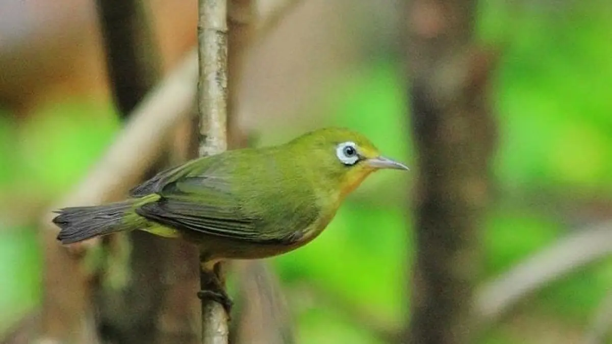 Harga pleci Monti 4 Agustus 2026 terpantau Rp40 ribu grosir. Ada Bustomi, Dakun NTB, gelatik Sumbawa hingga ciblek.(Gemini AI)