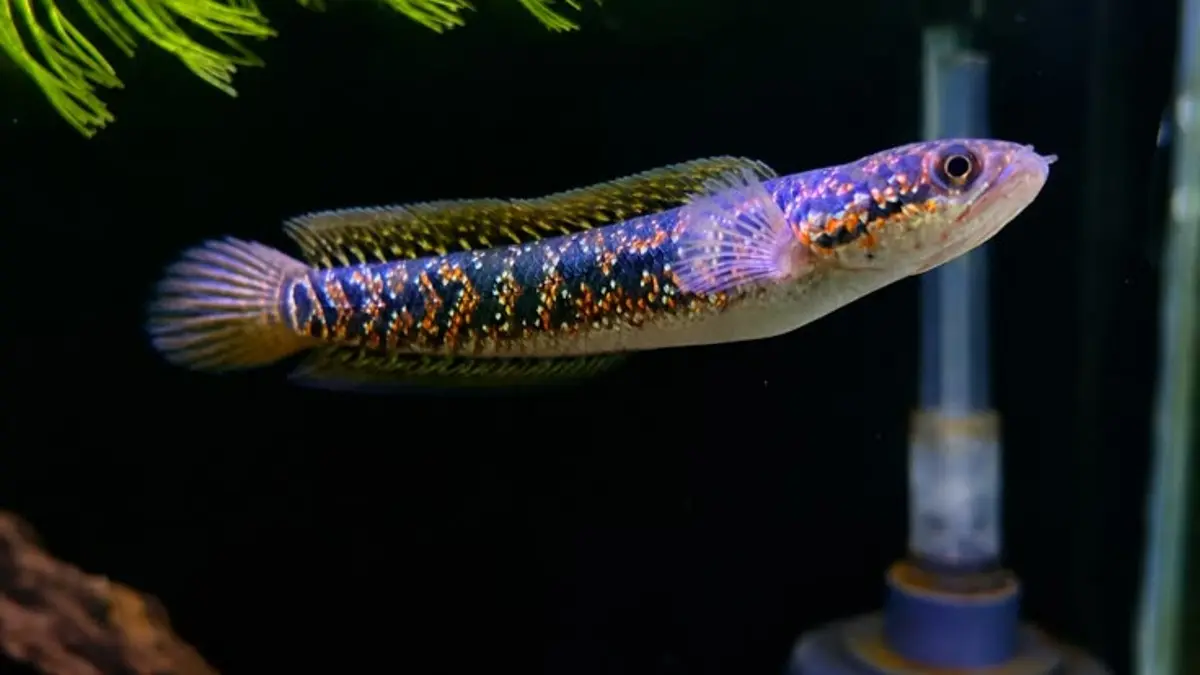 Ikan Channa perlu akuarium, air, pakan, dan filtrasi yang sesuai. Kenali juga karakter agresifnya sebelum dipelihara. (Pinterest)