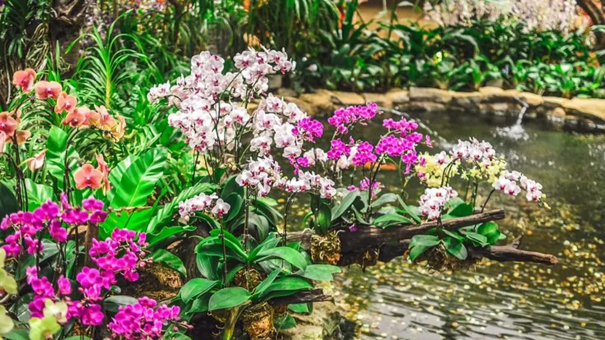 Media tanam anggrek Dendrobium penting bagi pemula. Kenali pilihan media porous, repotting, pot, dan cara perawatannya. (Pinterest)