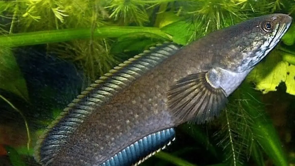 Perawatan ikan Channa meliputi akuarium, kualitas air, filtrasi, pakan, hingga cara mengamati perilakunya. (Pinterest)