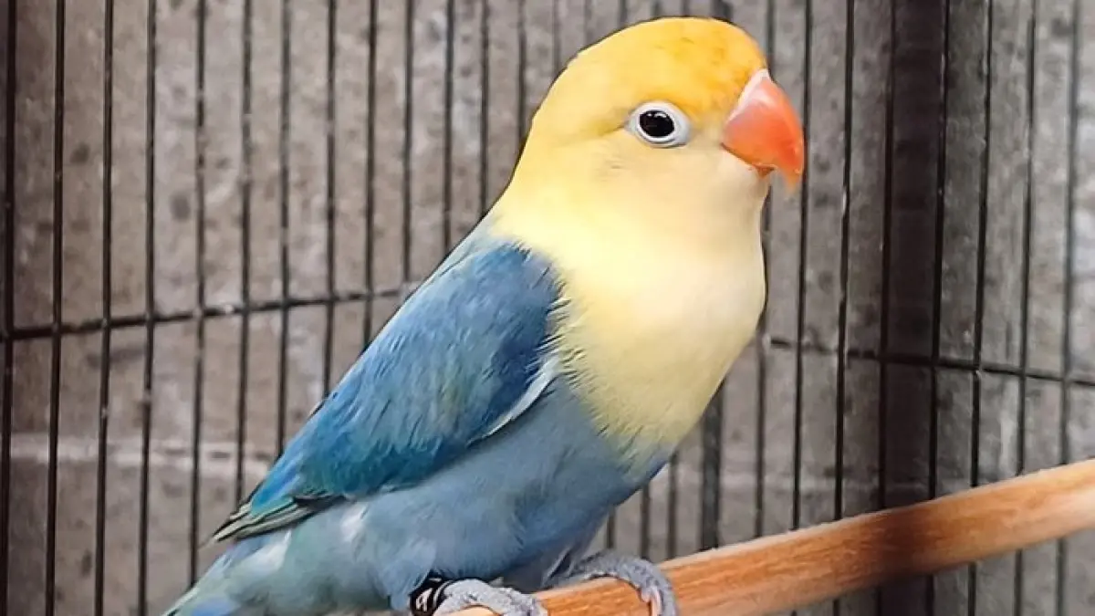 Perawatan lovebird harian perlu dilakukan konsisten. Simak 7 tips agar lovebird sehat, gacor, dan mampu ngekek panjang.(Gemini AI)