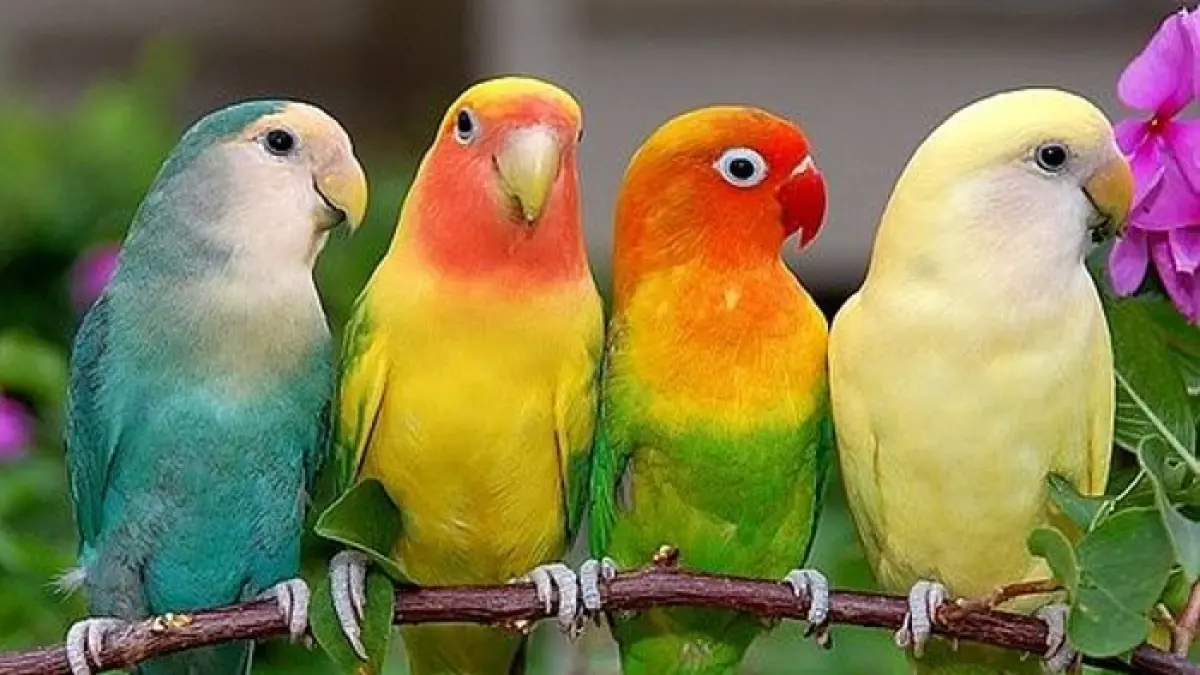 Perawatan lovebird untuk pekerja tetap bisa dilakukan. Simak tips pengembunan, mandi, jemur, pakan, vitamin, dan latihan agar gacor.
(Gemini AI)