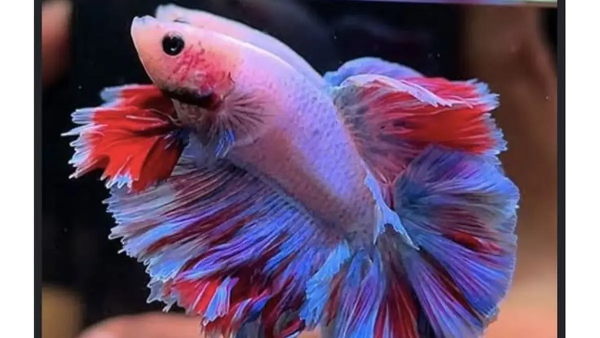 Pink Aurora cupang bisa tembus Rp3 juta. Warna unik dan strategi breeding jadi kunci nilai jualnya. (Pinterest)