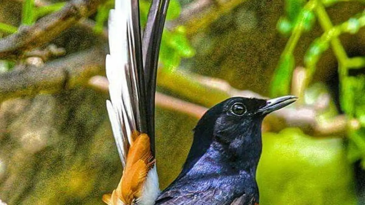 Rawatan murai batu trotolan ala Bang Kinara meliputi EF, mandi, jemur, pemasteran hingga pengerodongan sesuai kondisi burung.(Gemini AI)