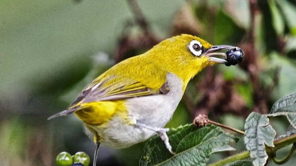 Stok burung di Sidoarjo melimpah. Pleci, ciblek, jalak suren, kacer hingga burung masteran tersedia di toko baru Jalan Raya Gilang.(Gemini AI)