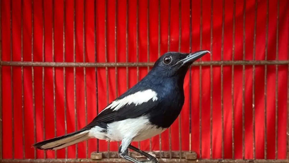 Stok burung Pasar Pramuka September 2026 mencakup kenari, kacer, masteran, perkutut hingga burung aviary.(Gemini AI)
