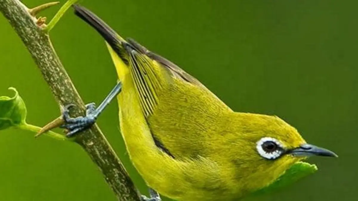 Stok burung pleci Pasar Pramuka di kios Mas Rudi beragam, dari Papua, Pacitan, Dakun Garut, Pesisir hingga Montanus.(Gemini AI)