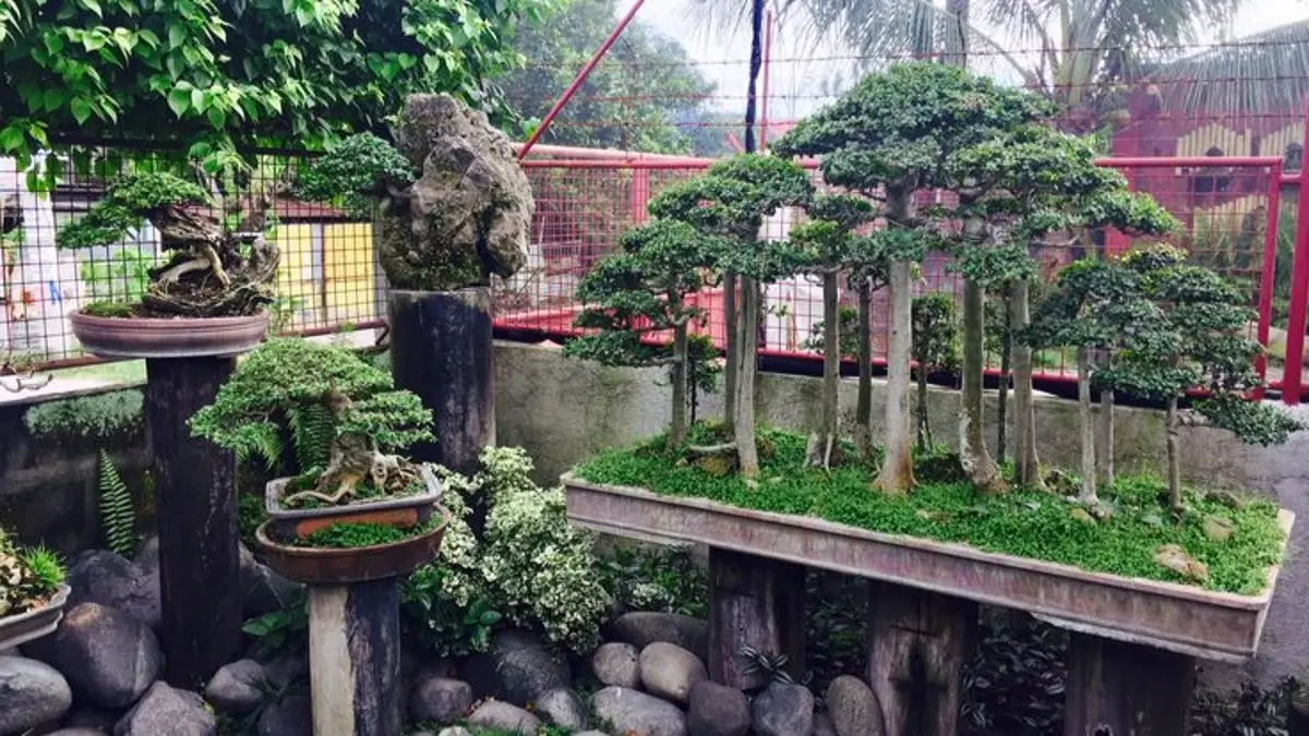 Teknik wiring bonsai dilakukan bertahap dengan kawat aluminium. Simak cara memasang, merawat, dan melepas kawat. (Pinterest)
