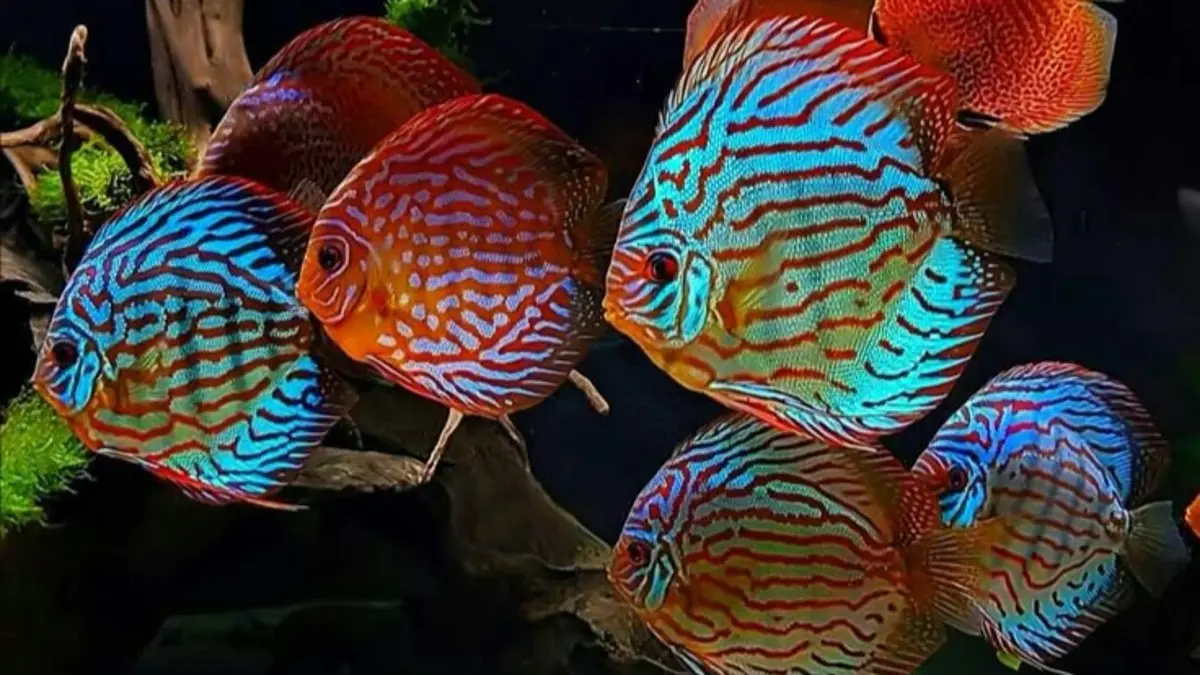 Ternak ikan discus Eko bermula dari 14 ekor hingga berkembang menjadi 4 pair indukan di farm Kediri. (Pinterest)