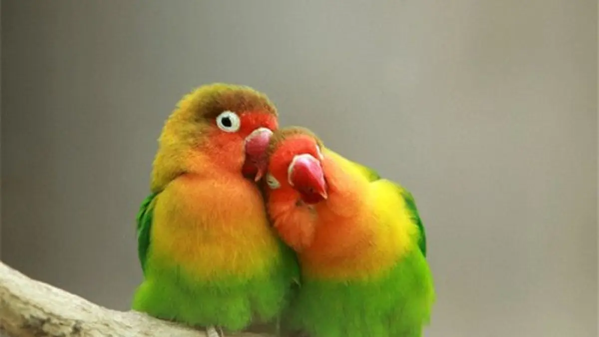 Ternak lovebird dun betina disebut butuh treatment khusus. Om Hami membagikan pakan dan ramuan herbal untuk indukan.(Gemini AI)