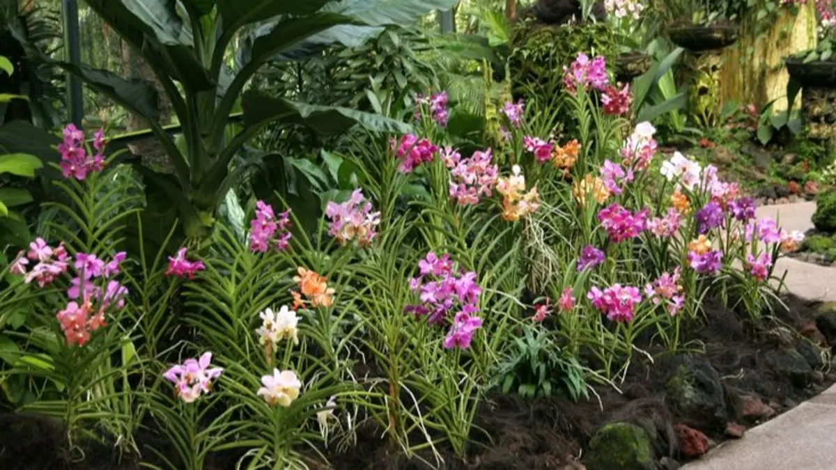 Tips merawat anggrek Dendrobium untuk pemula, mulai dari media, pot, cahaya, penyiraman, nutrisi hingga sirkulasi udara. (Pinterest)