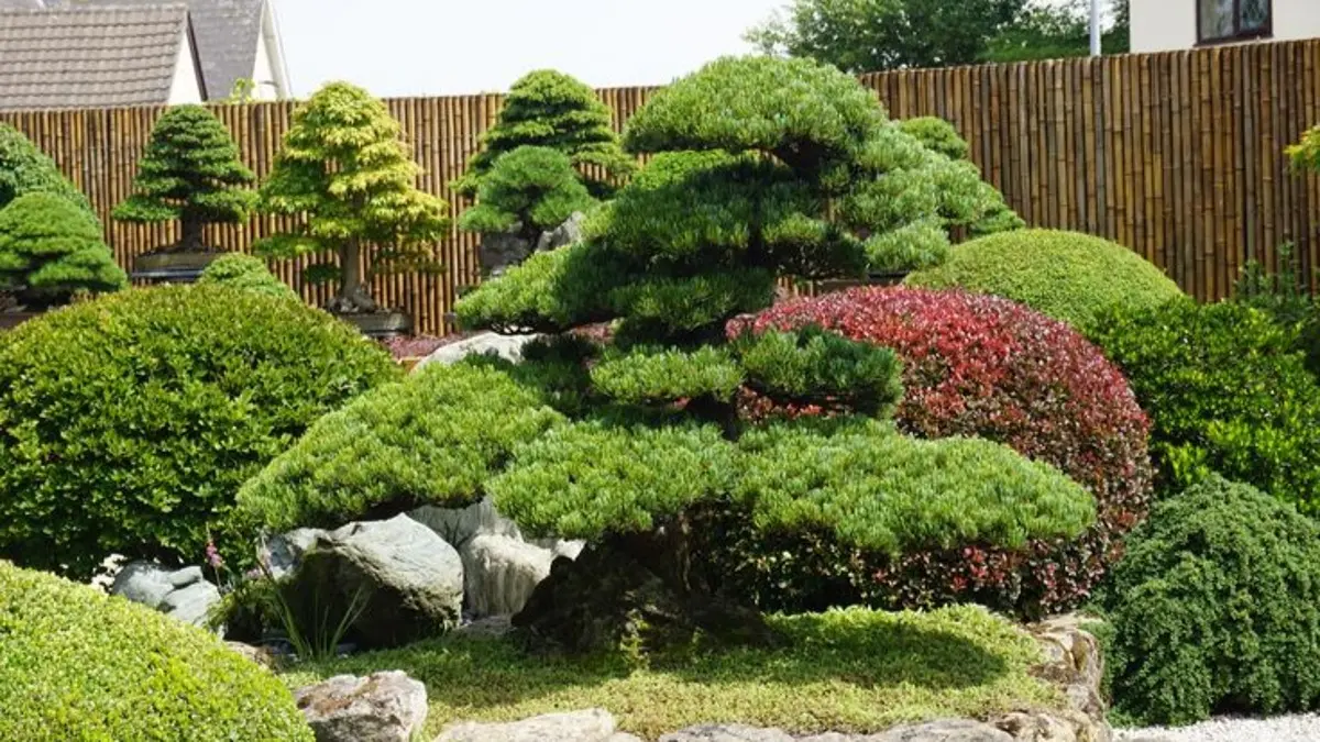 Tips merawat bonsai mencakup penyiraman, sinar matahari, kebersihan, pruning, kesuburan, dan wiring cabang. (Pinterest)