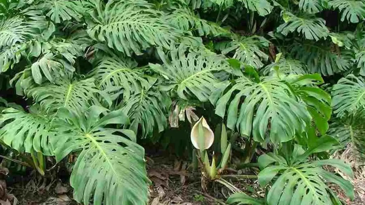 Tips merawat tanaman monstera dengan mengatur cahaya, tanah, penyiraman, kelembapan, dan suhu agar tetap sehat. (Pinterest)