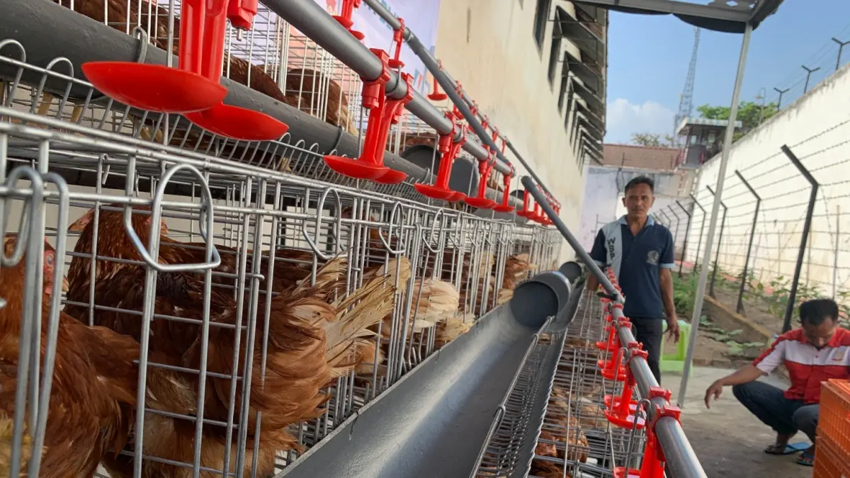 MOCH SUBCHAN ABDULLAH/RADAR BLITAR 
ASAH KETERAMPILAN: Puluhan ekor ayam petelur dipelihara di dalam Lapas Kelas II B Blitar untuk ketahanan pangan narapidana.