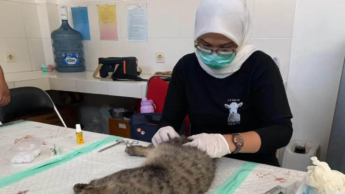 ANTISIPATIF: Petugas keswan melakukan kastrasi terhadap seekor kucing milik warga di puskeswan Dimoro Kota Blitar beberapa waktu lalu.