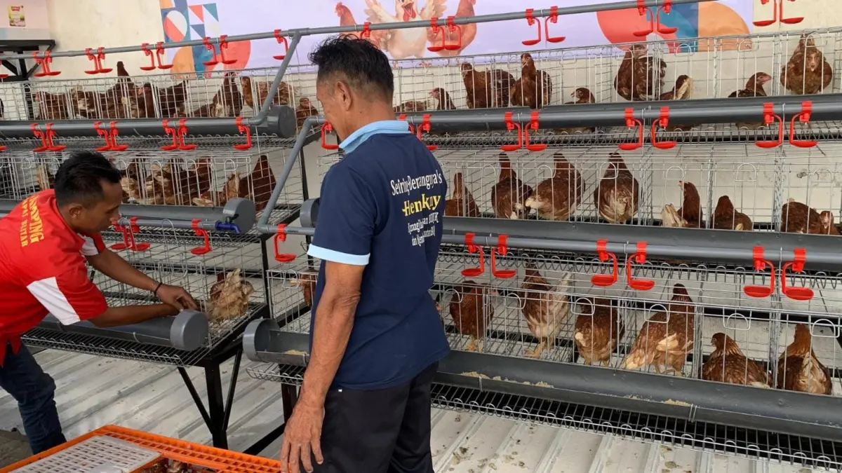 ASAH SKIL: Puluhan ekor ayam petelur disiapkan untuk produksi telur bagi warga binaan di Lapas Kelas II B Blitar.