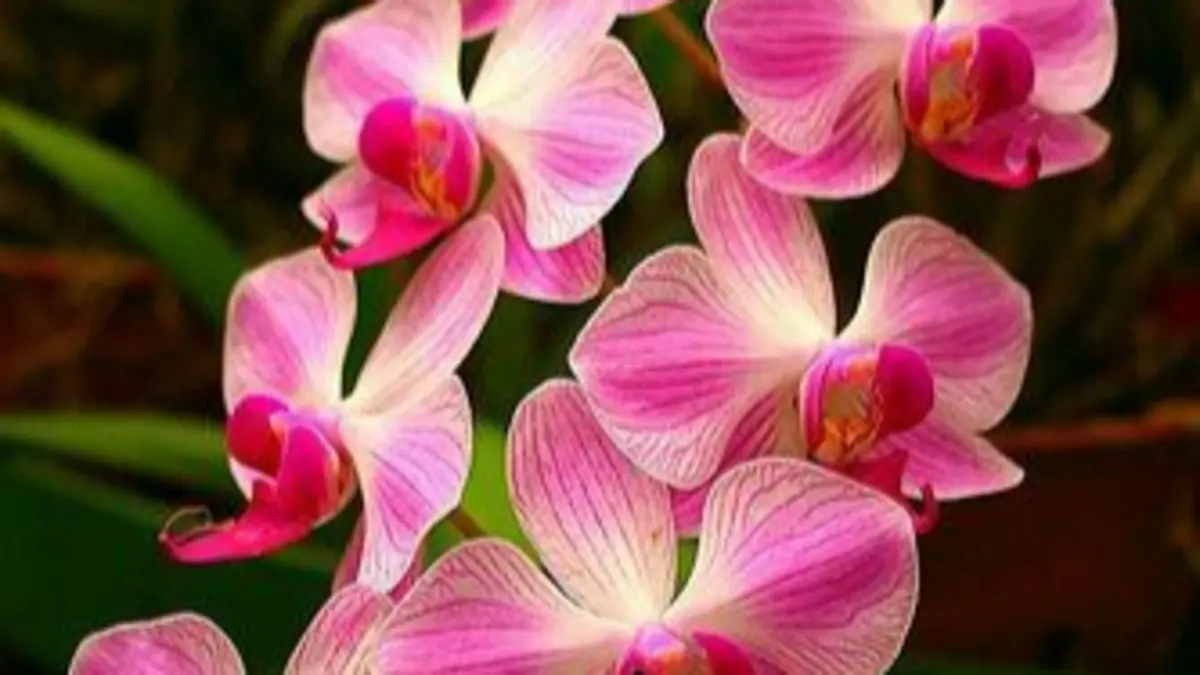 15 jenis anggrek paling unik di dunia memiliki bentuk, warna, dan aroma berbeda, dari anggrek Dracula hingga Stanhopea yang eksotis.(pinterest)