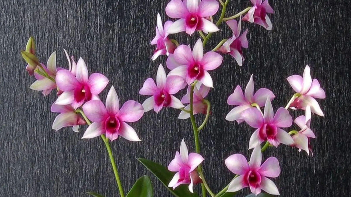 Anggrek Dendrobium di kebun ini punya lebih dari 100 corak, dari hybrid hingga spesies yang rajin berbunga.(pinterest)