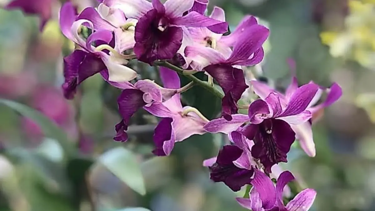 Anggrek Dendrobium tetap rajin berbunga meski lama tak dirawat. Koleksinya punya lebih dari 100 corak dan warna.(pinterest)