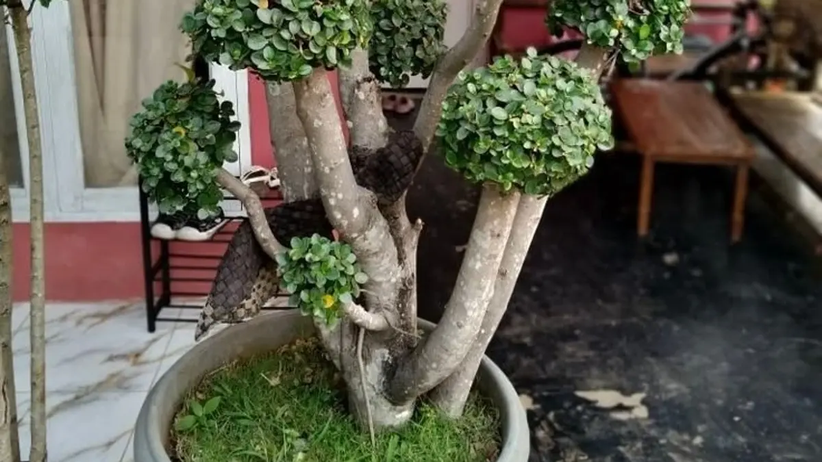 Bonsai beringin bisa bernilai jutaan rupiah. Usia, akar, bentuk, dan proses perawatan menjadi penentu harga koleksi.(pinterest)