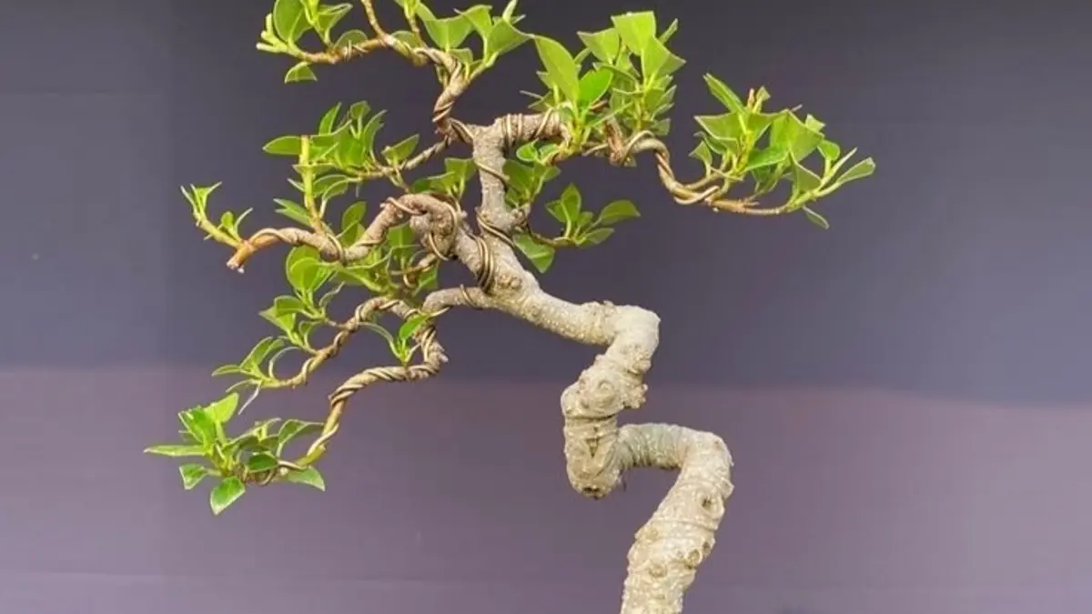 Bonsai beringin koleksi Thaib Irawan punya banyak jenis, dari kimeng di atas batu hingga beringin jenggot berusia 15 tahun.(pinterest)
