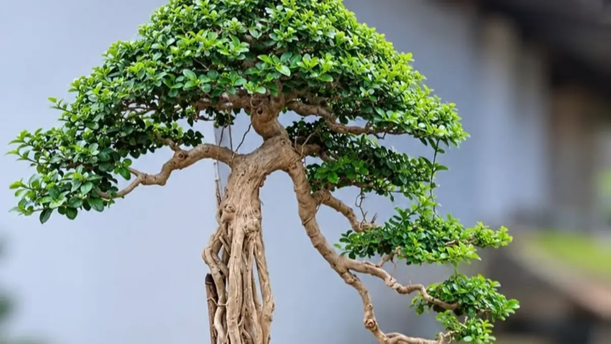 Bonsai beringin koleksi Thaib Irawan punya beragam jenis, dari kimeng hingga bunut merah. Simak cara merawatnya.(pinterest)