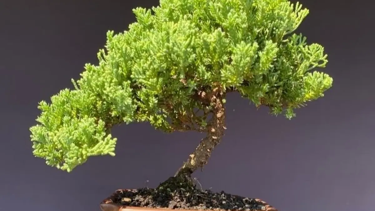 Bonsai langka dan mahal punya keunikan luar biasa. Ada yang berusia 800 tahun dan pernah ditawar USD90 ribu.(pinterest)