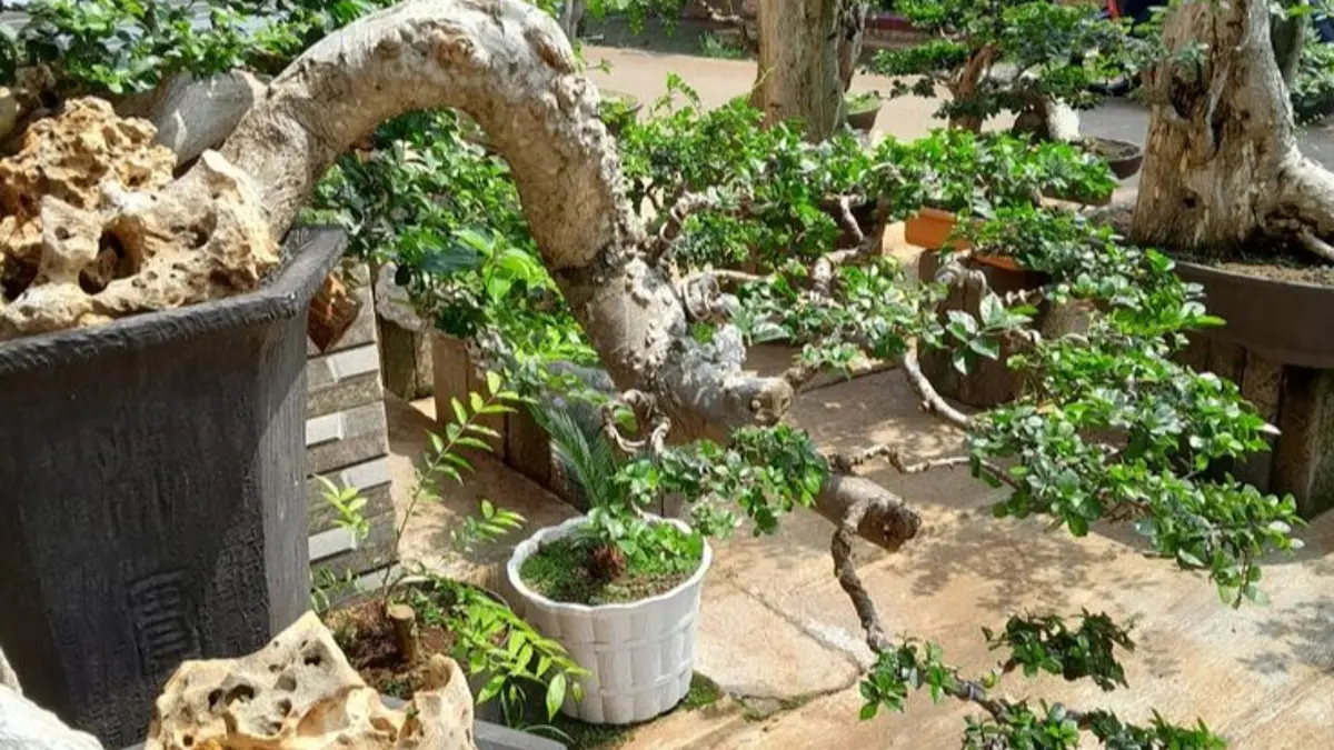 Bonsai serut berusia 700 tahun disebut berada di Jombang. Proses evakuasinya dari hutan membutuhkan 12 orang selama enam hari.(pinterest)
