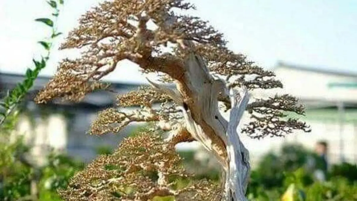 Bonsai serut di lapak Pak Solikin ditawarkan hingga Rp20 juta. Ada koleksi siap kontes dengan perantingan rapat.(pinterest)