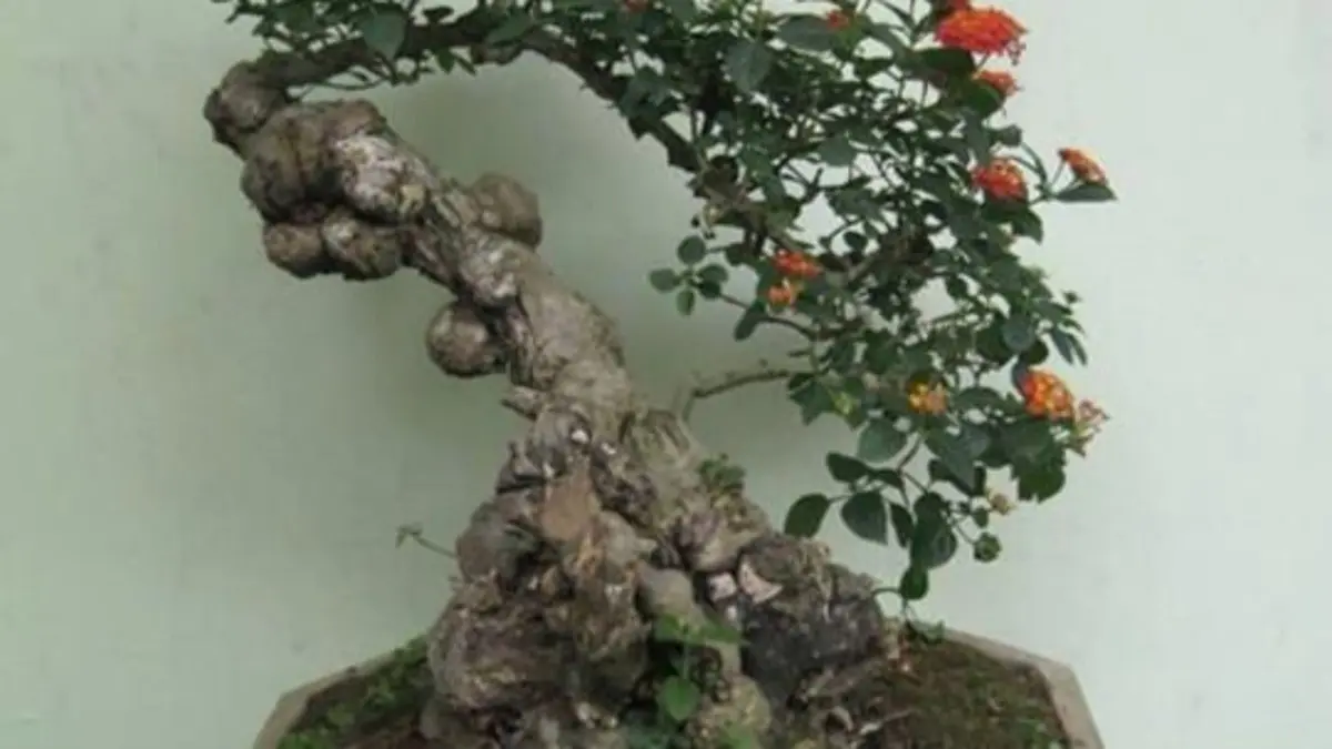 Bonsai sianci punya batang keras dan mudah berbuah. Simak teknik cutting, pengawatan, dan pembentukan agar tumbuh maksimal.(pinterest)