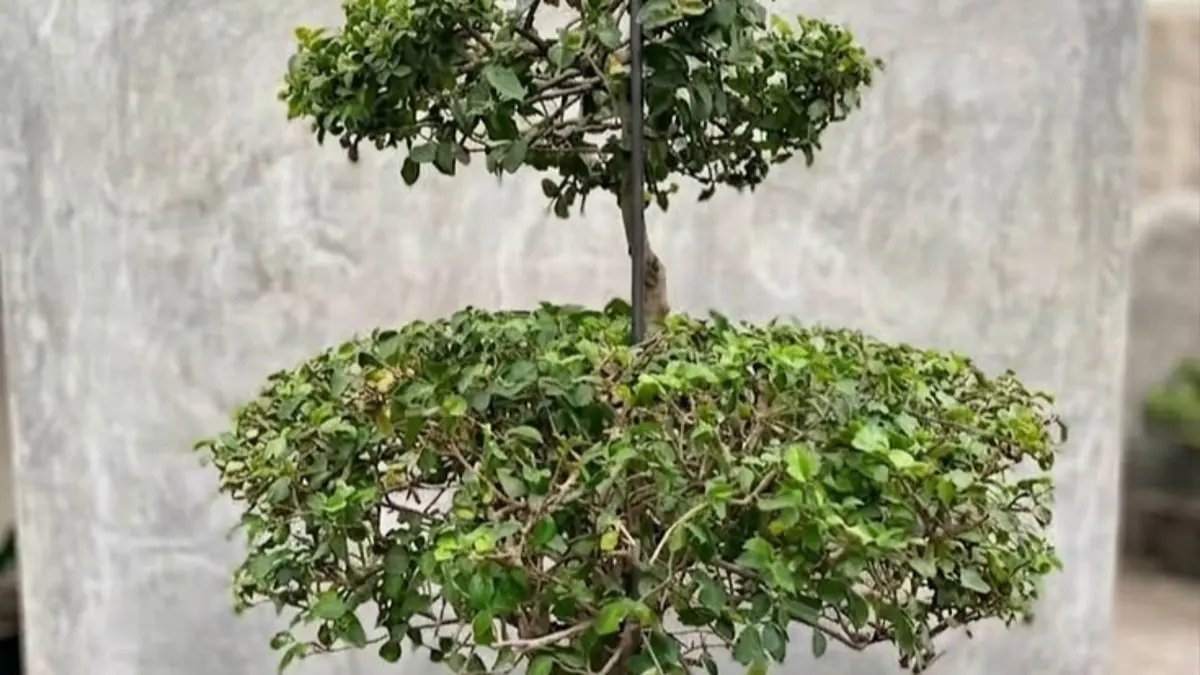 Bonsai termahal di dunia punya kisah unik. Ada yang berusia 800 tahun dan pernah ditawar hingga USD90 ribu.(pinterest)