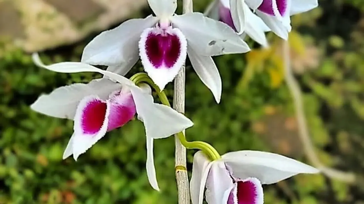 Cara menanam anggrek Dendrobium saat musim kemarau perlu media yang tepat, pot berlubang, dan sirkulasi udara baik.(pinterest)