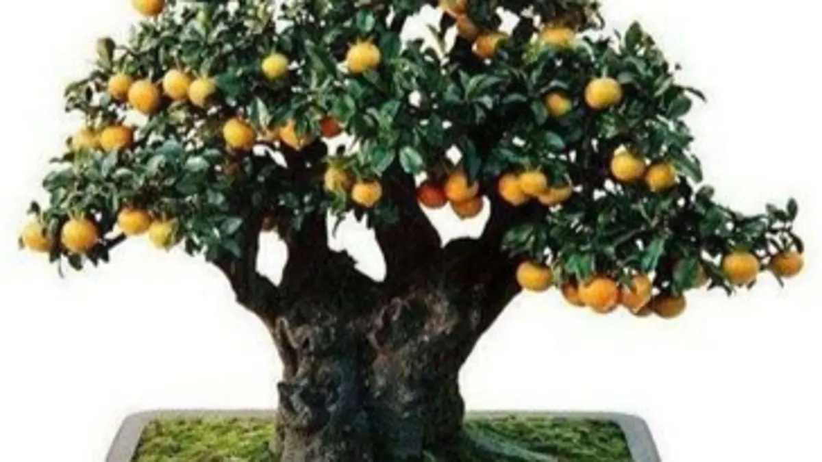 Teknik membentuk bonsai sianci perlu memperhatikan cabang, pemangkasan, pengawatan, cahaya, dan kesehatan tanaman.(pinterest)